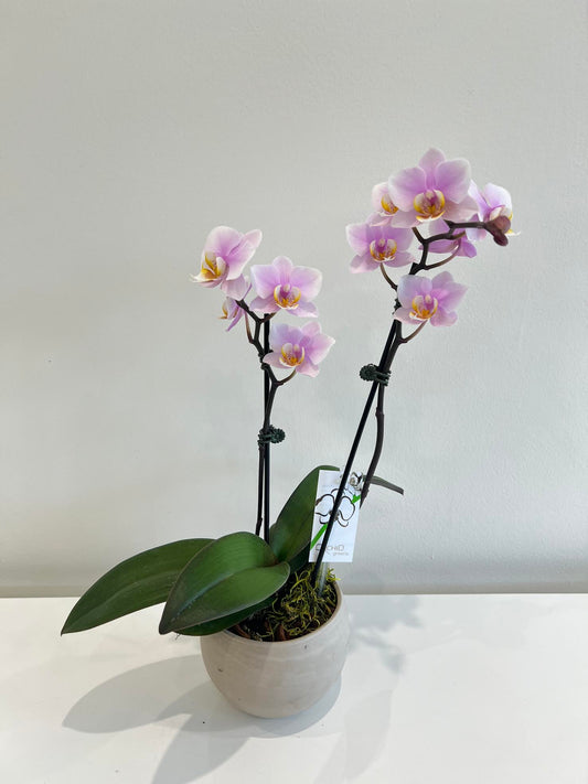 Mini Orchid