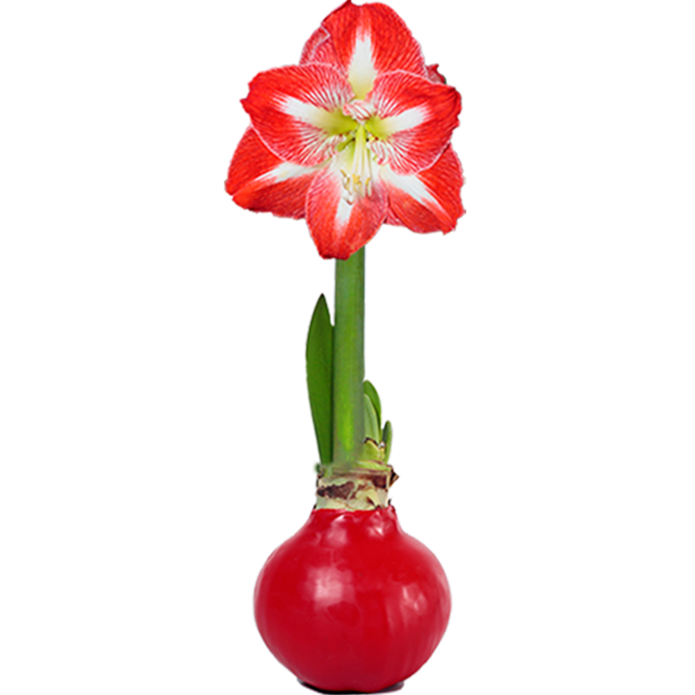 Waxed Amaryllis Bulb