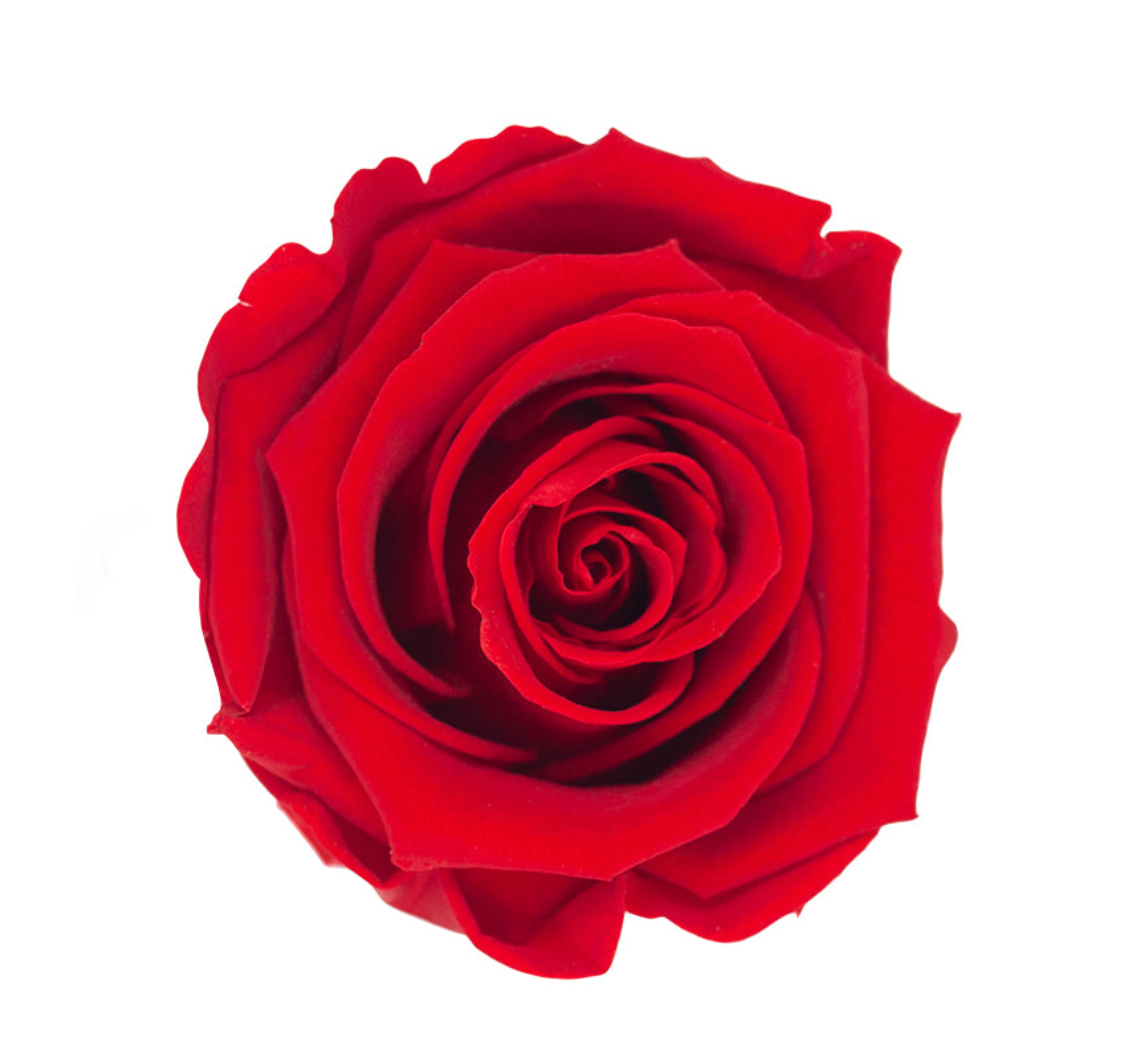 Long Stem Preserved Rose
