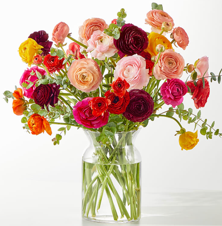 Ranunculus Dream
