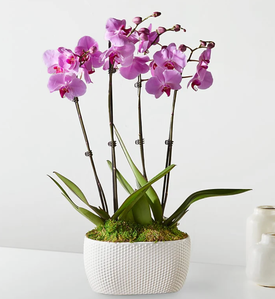Pink Orchid Haven