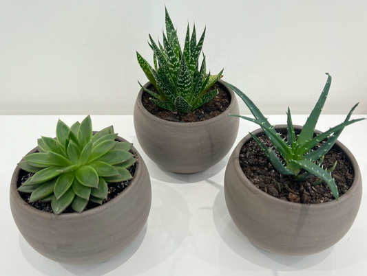 Succulent Trio