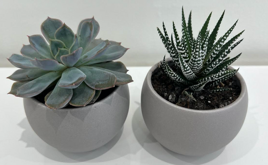 Succulent Duo