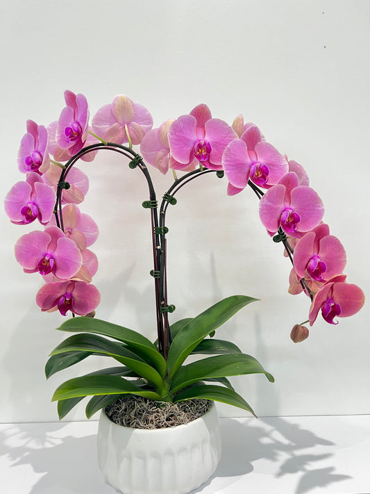 The Orchid Pairing