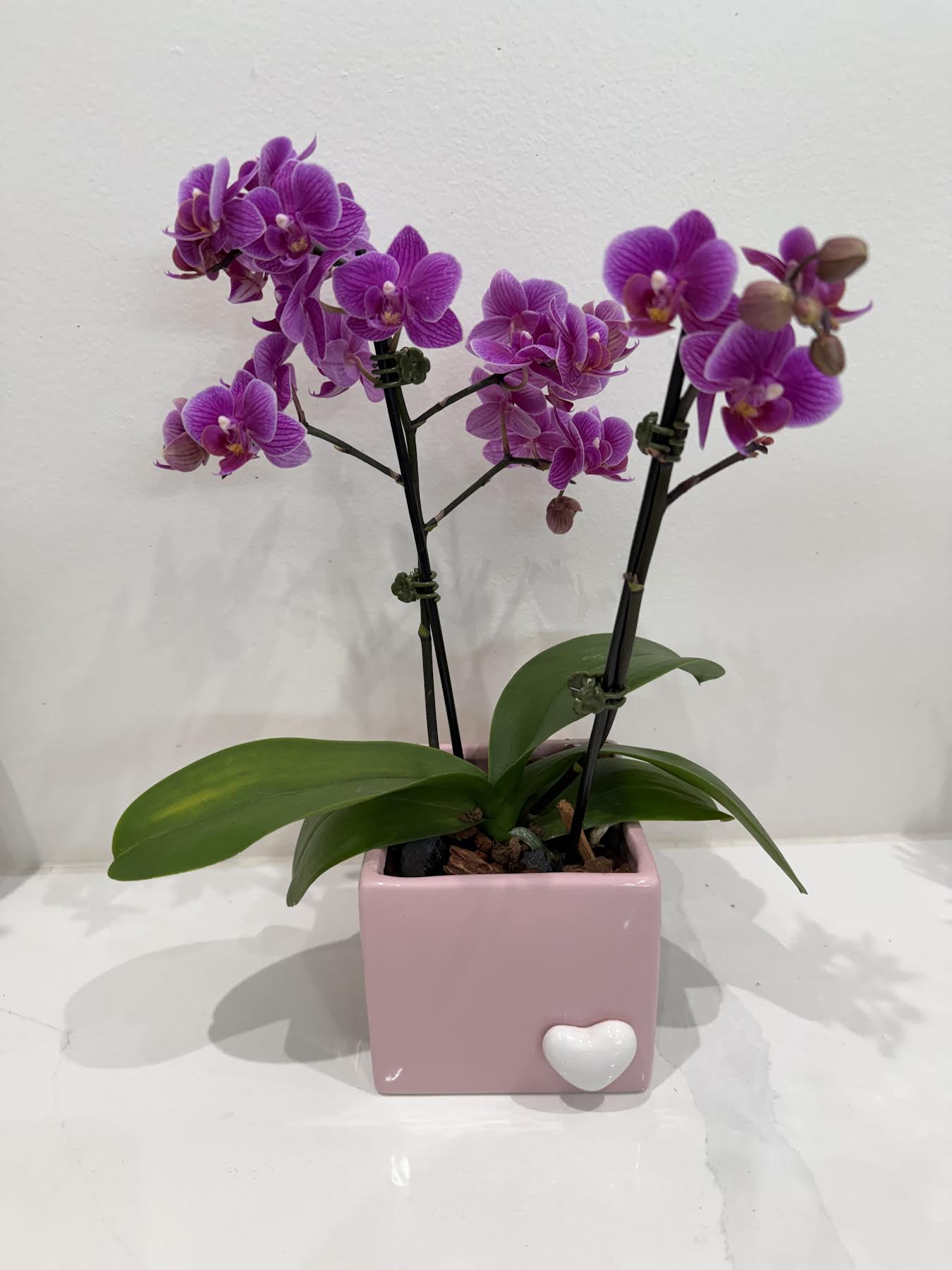 Orchid Amour