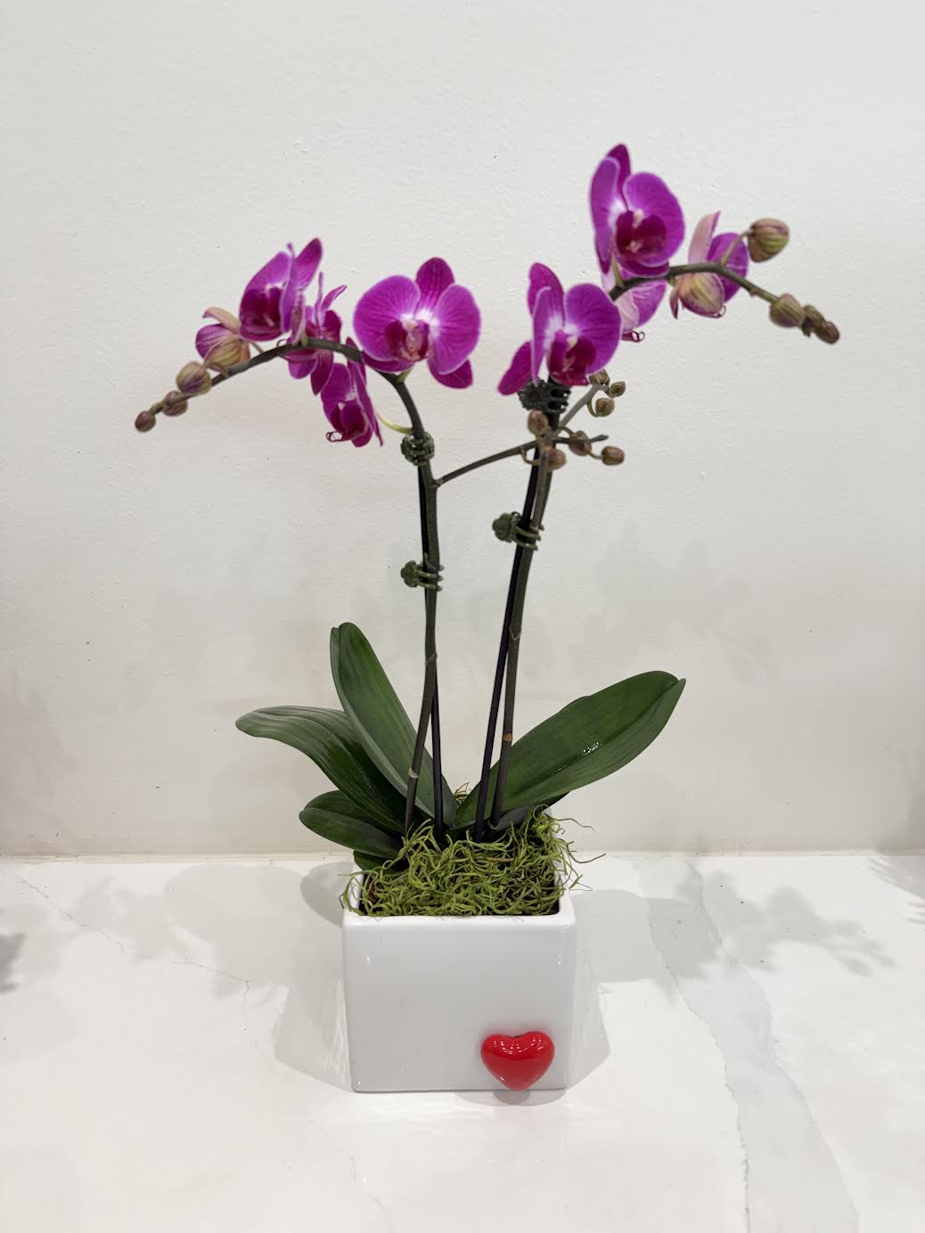 Orchid Amour