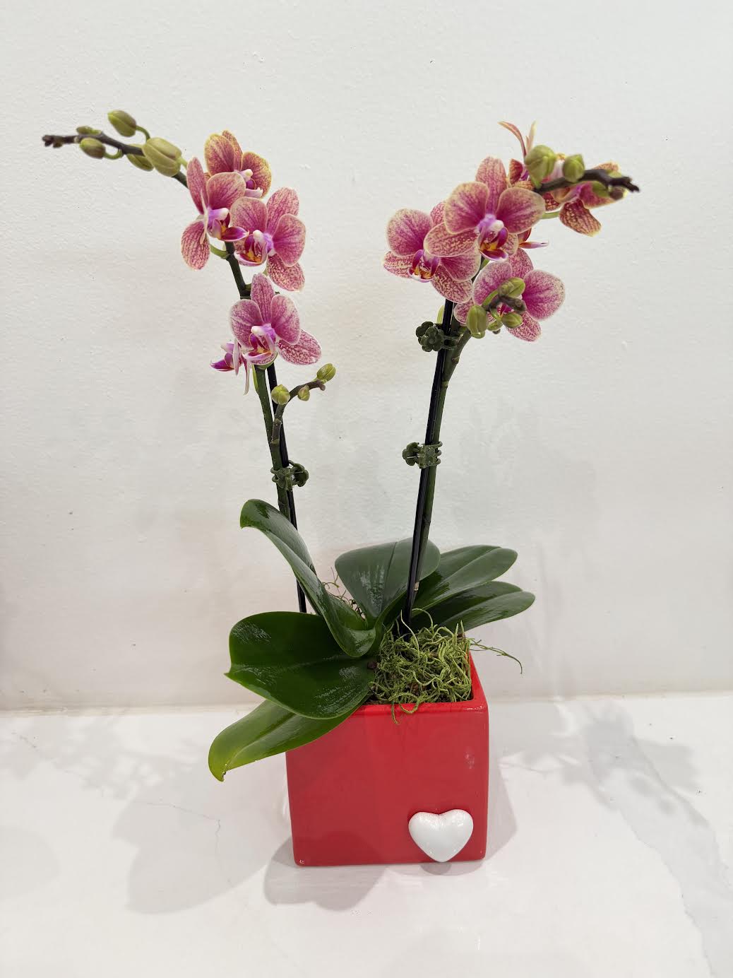 Orchid Amour