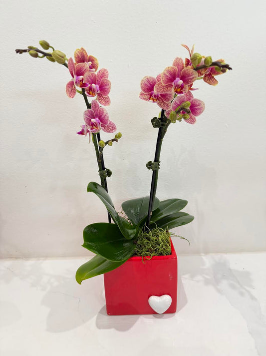 Orchid Amour