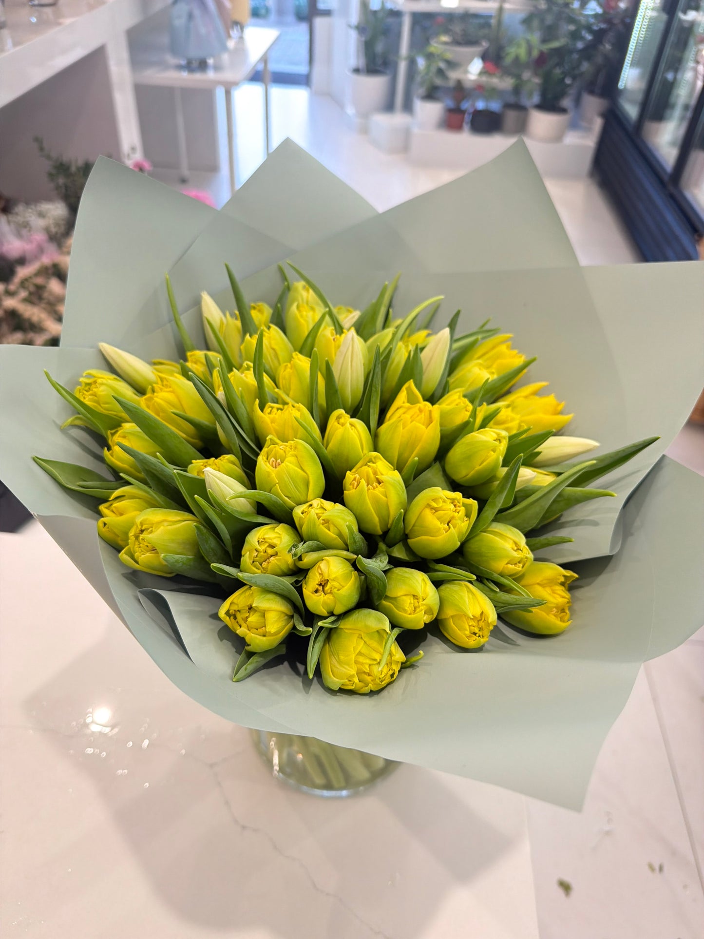 Blooming Tulips