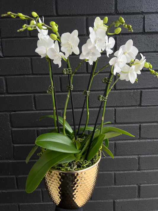 Mini Golden Orchid Garden