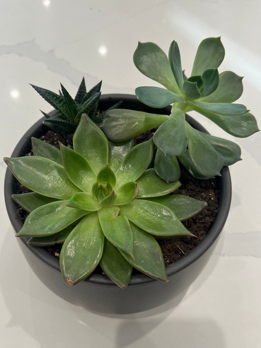 Succulent Trio