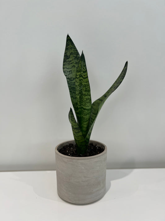 Sansevieria Zeylanica