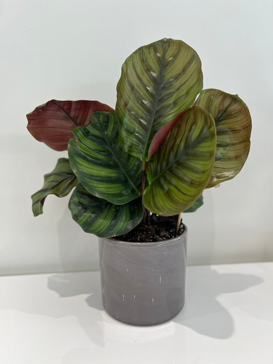 Calathea Fasciata