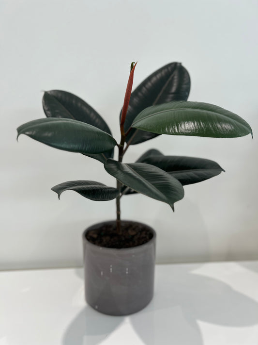 Ficus Elastica Burgundy