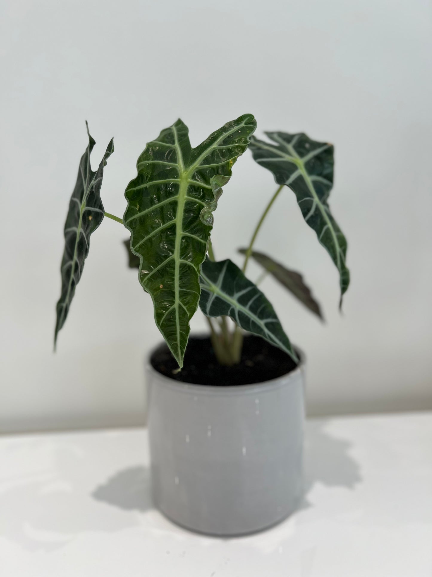 Alocasia