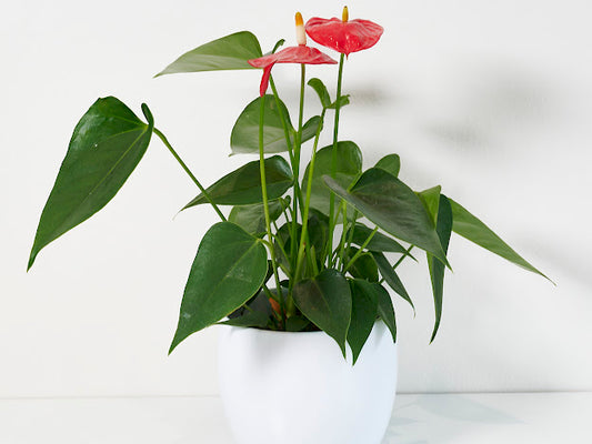 Anthurium