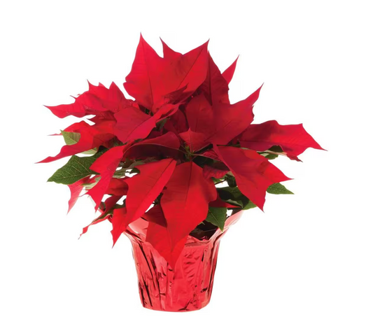 Poinsettia