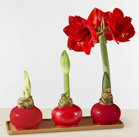 Waxed Amaryllis Bulb