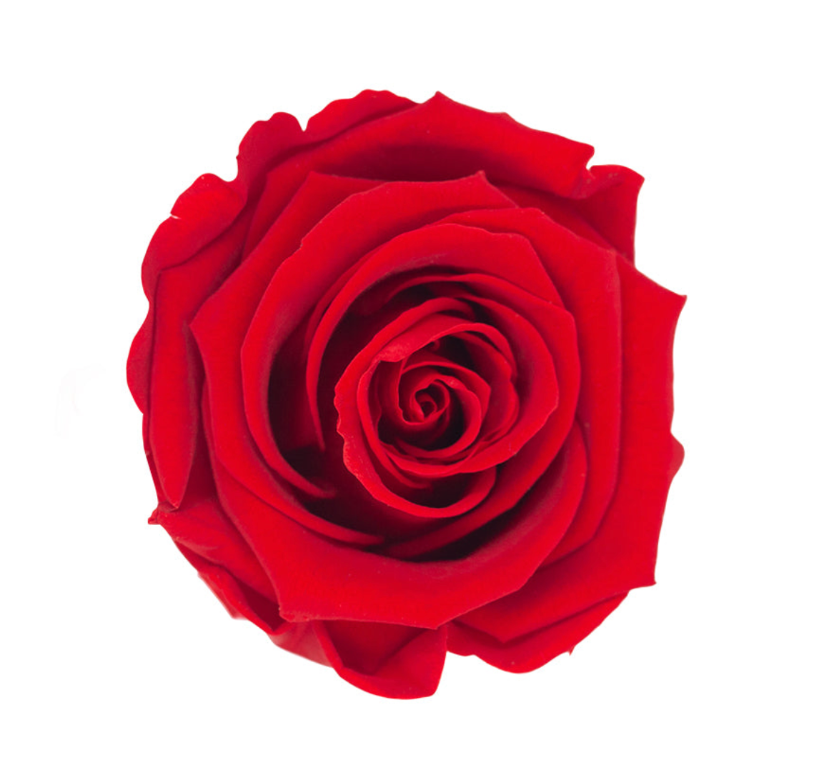 Valentine's Day Long Stem Preserved Rose