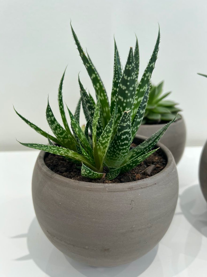 Succulent Trio