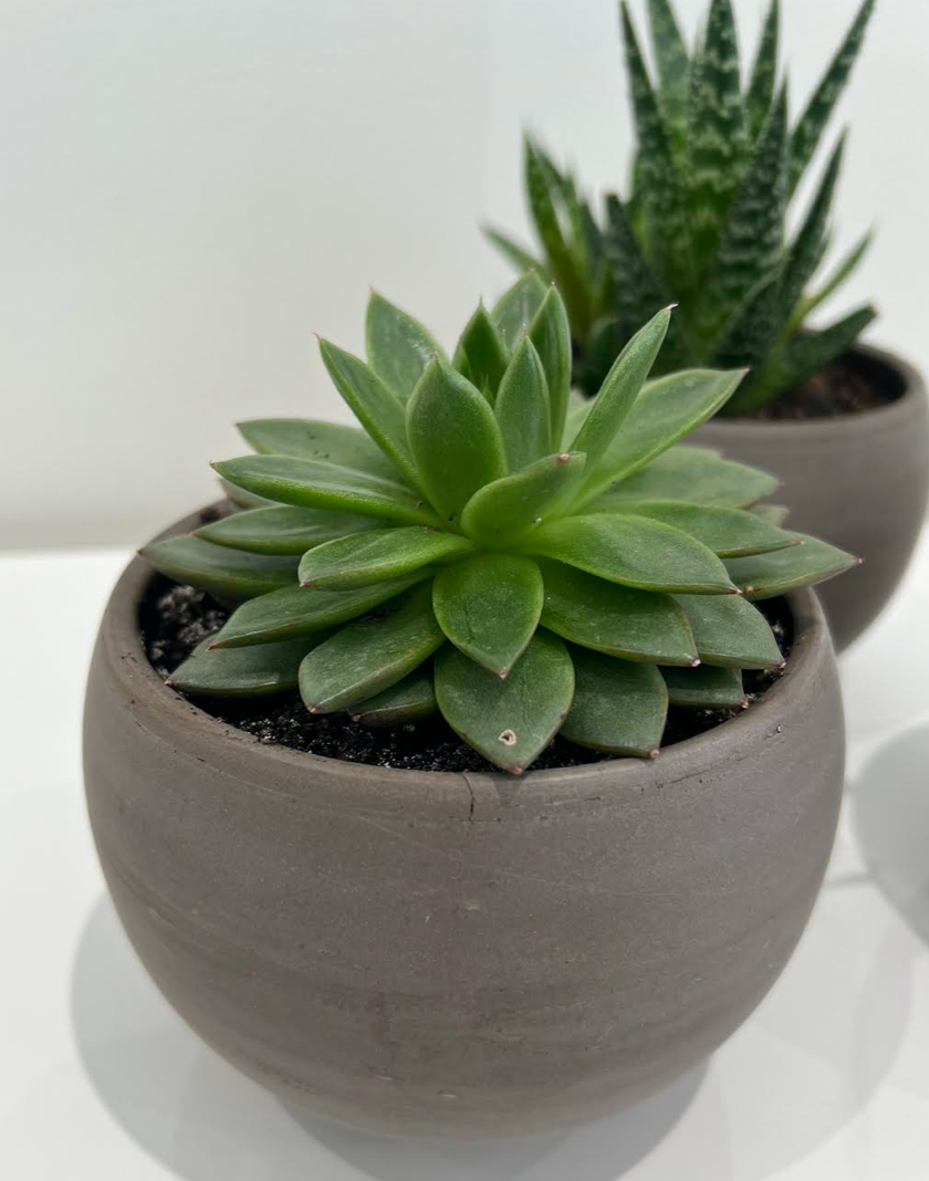 Succulent Trio