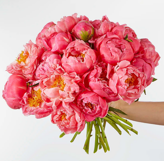 Peony Kiss